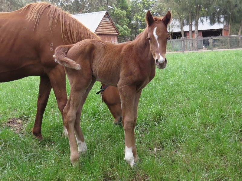 086 Miss Bon Beach x Squamosa chc 27-10 1d